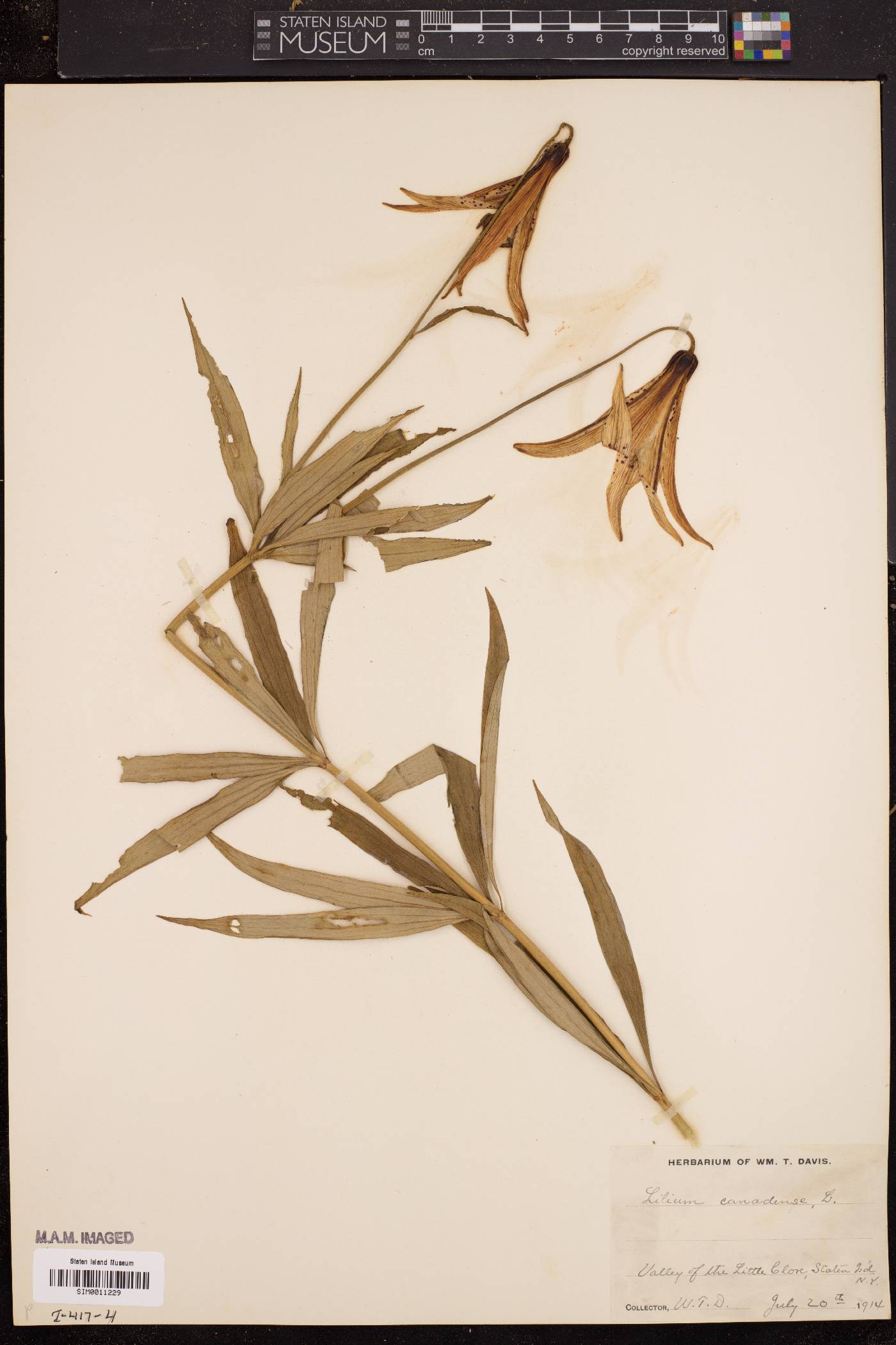 Lilium canadense image