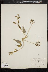 Smilax herbacea image