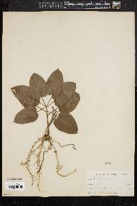 Smilax herbacea image