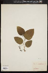 Smilax herbacea image