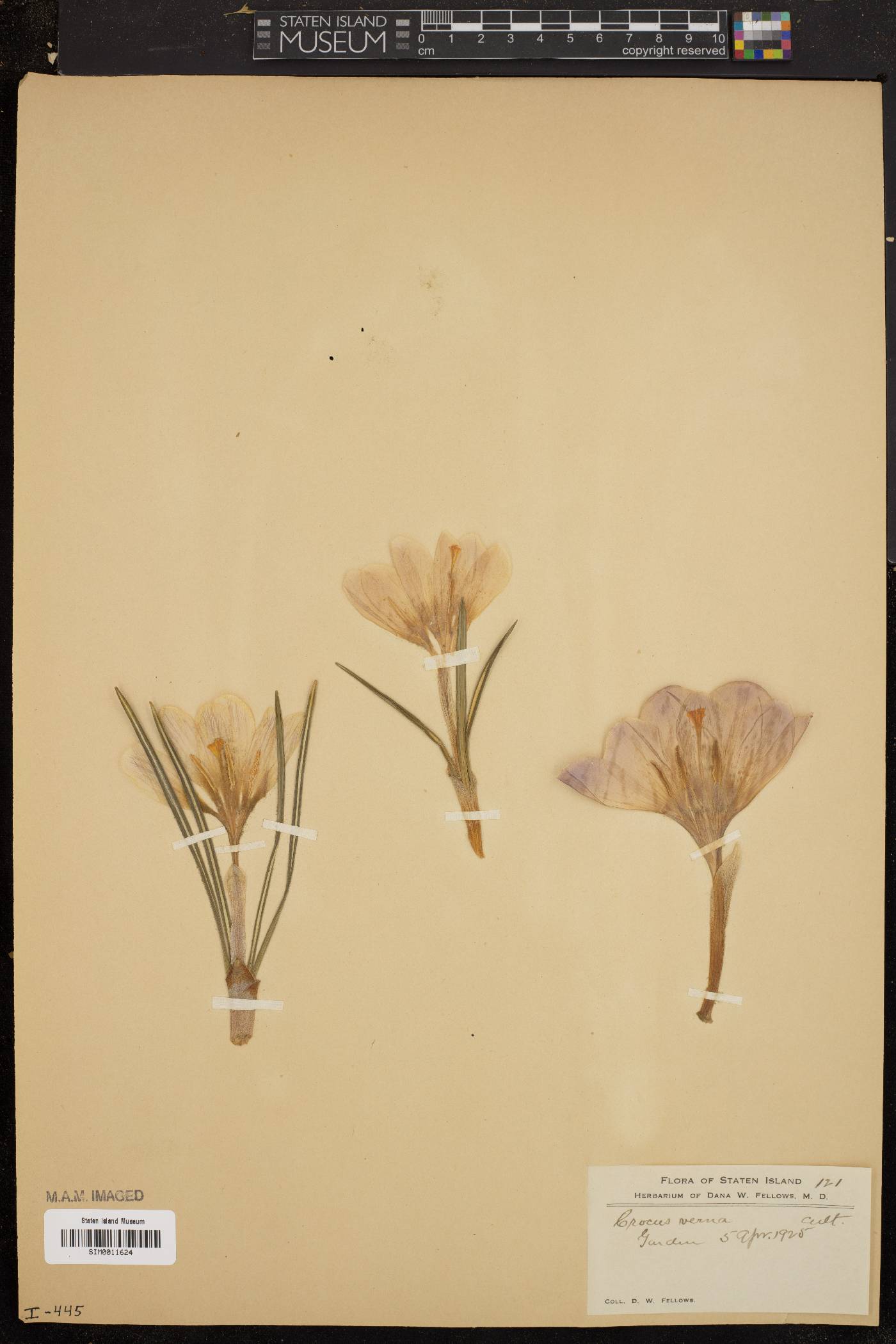 Crocus vernus image