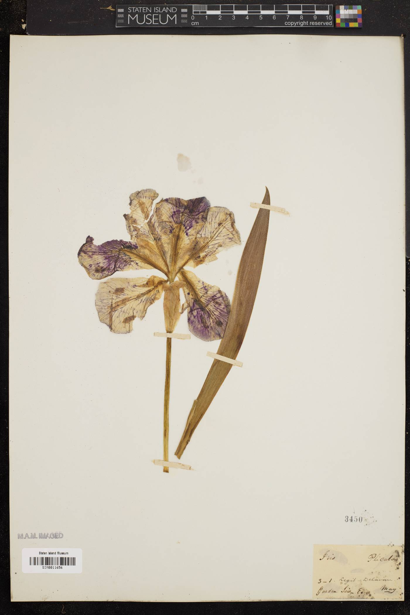 Iris plicata image