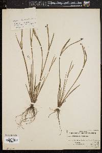 Sisyrinchium atlanticum image