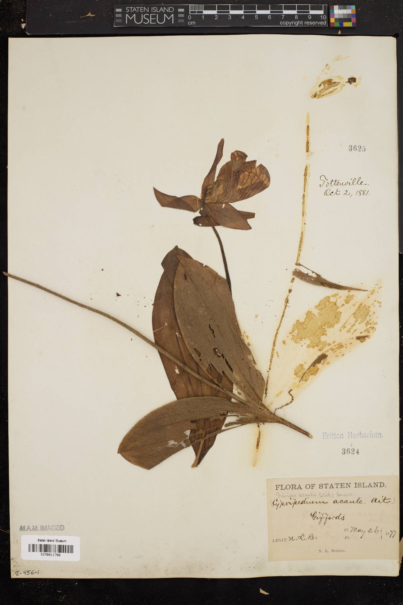 Fissipes acaulis image