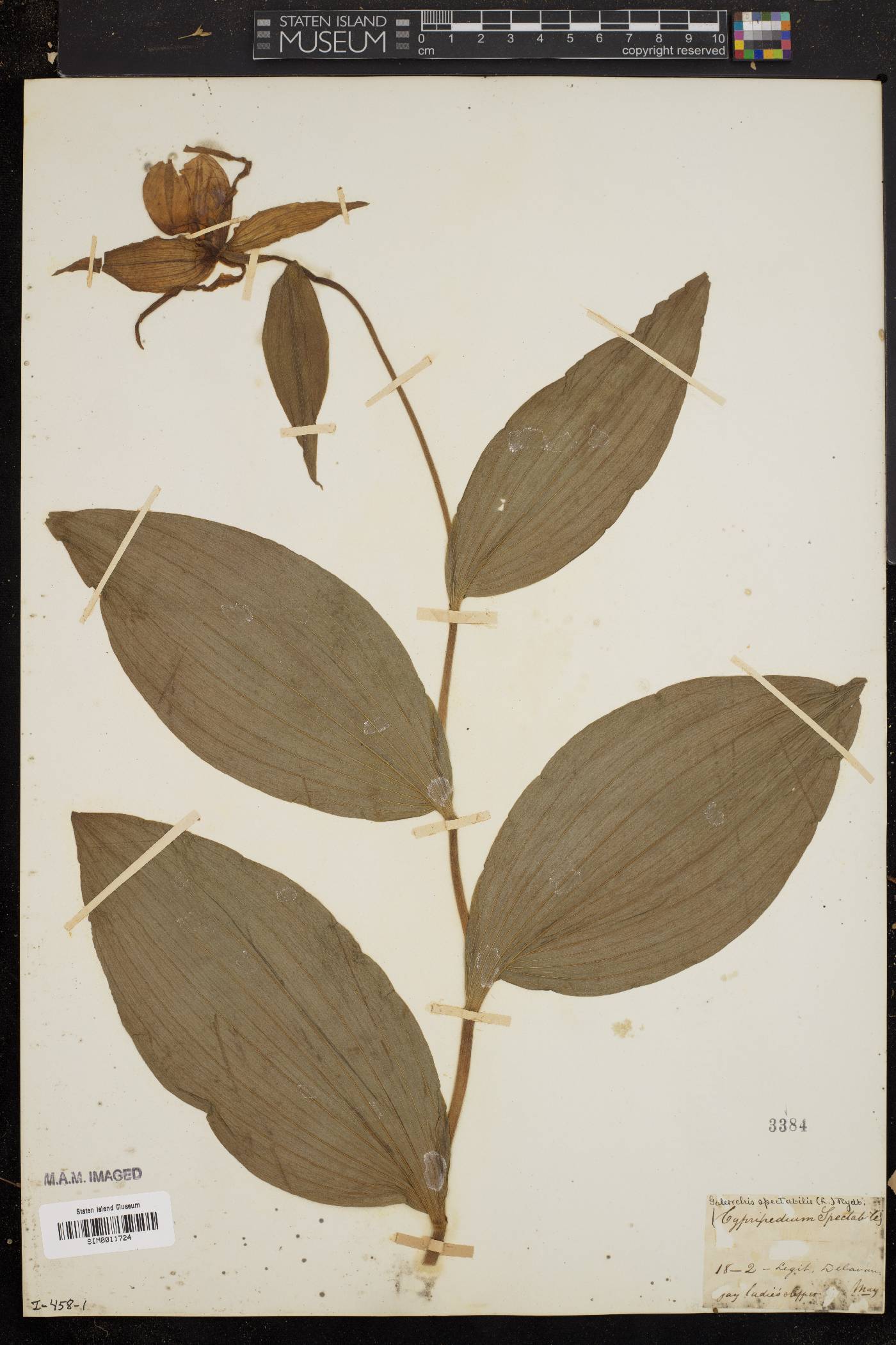 Galeorchis spectabilis image