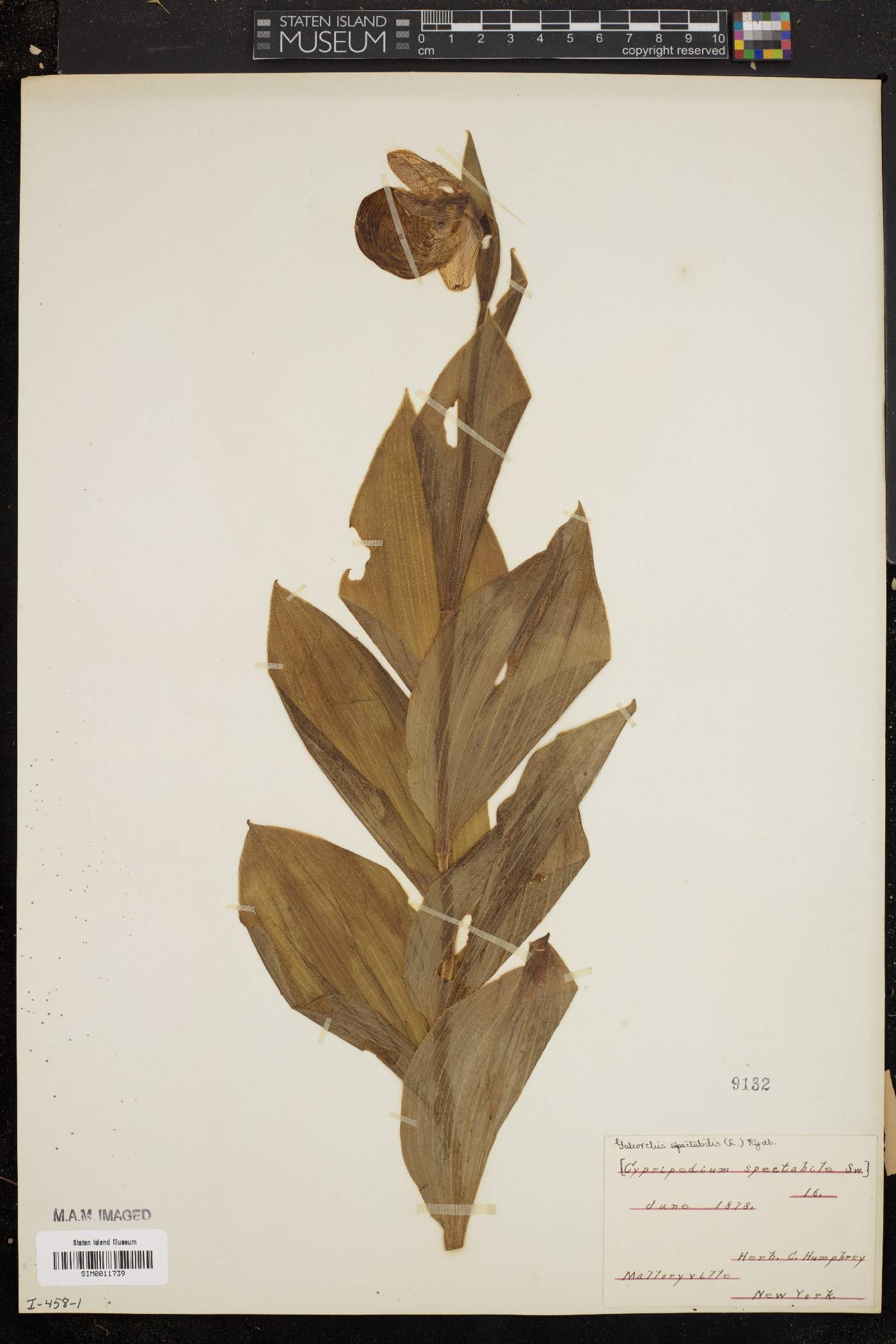 Galeorchis spectabilis image