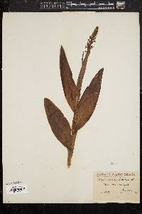 Platanthera chlorantha image