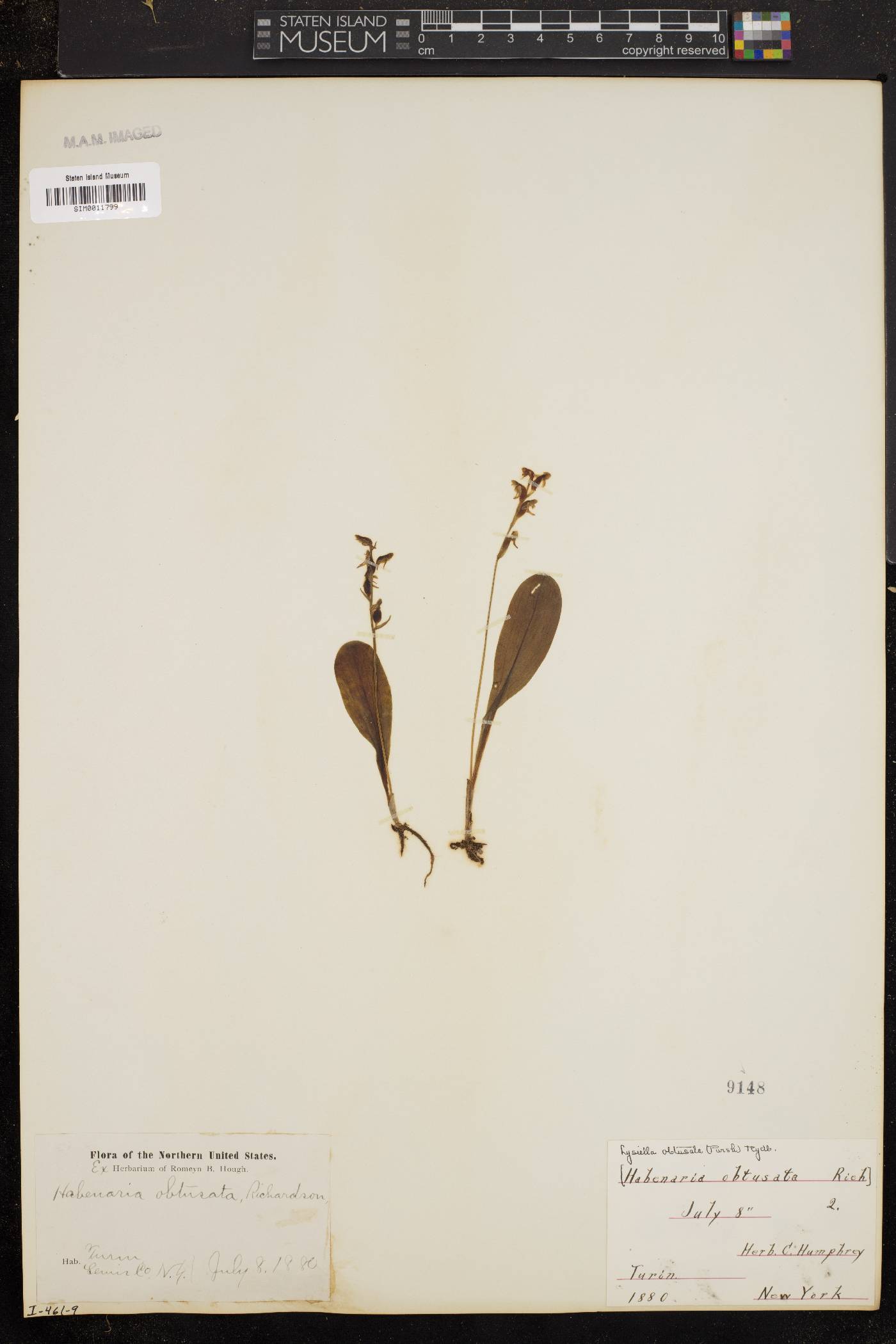 Habenaria obtusa image