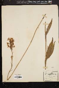 Platanthera blephariglottis image