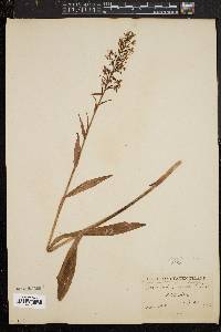 Platanthera lacera image