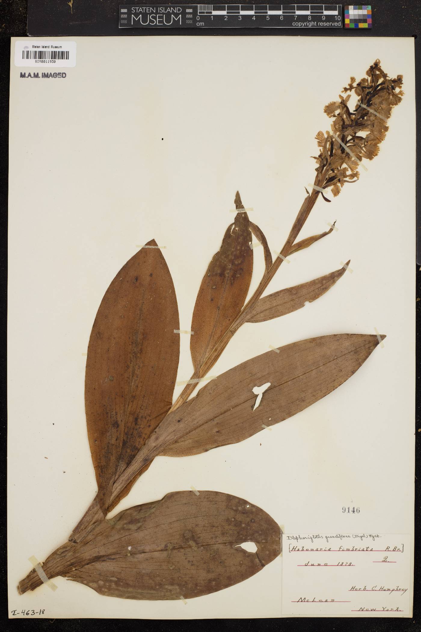 Habenaria fimbriata image