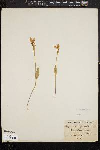 Pogonia ophioglossoides image