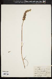 Spiranthes cernua image