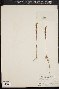 Spiranthes cernua image