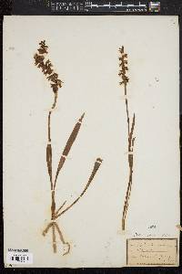 Spiranthes cernua image