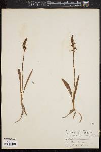 Spiranthes cernua image