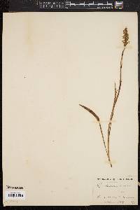 Spiranthes cernua image