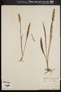 Spiranthes cernua image