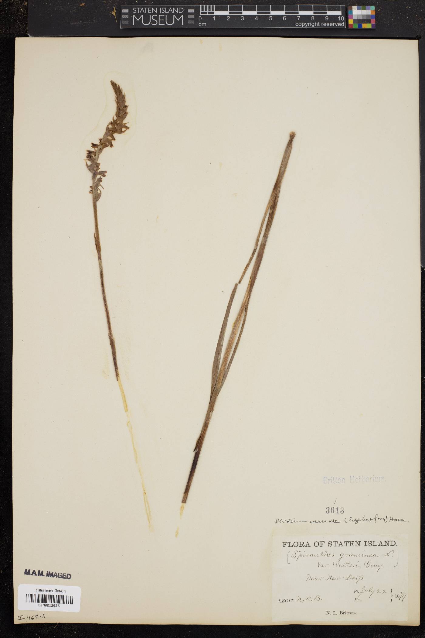Spiranthes graminea image