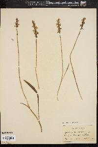 Spiranthes praecox image