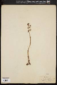 Corallorhiza maculata var. maculata image