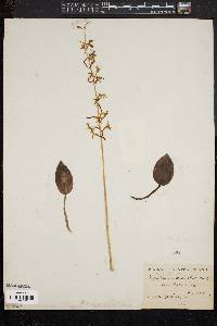 Tipularia unifolia image