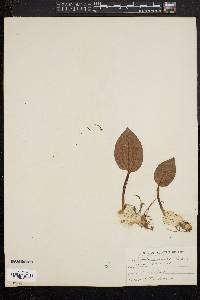 Tipularia unifolia image