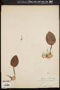 Tipularia unifolia image