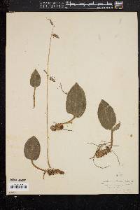 Tipularia unifolia image
