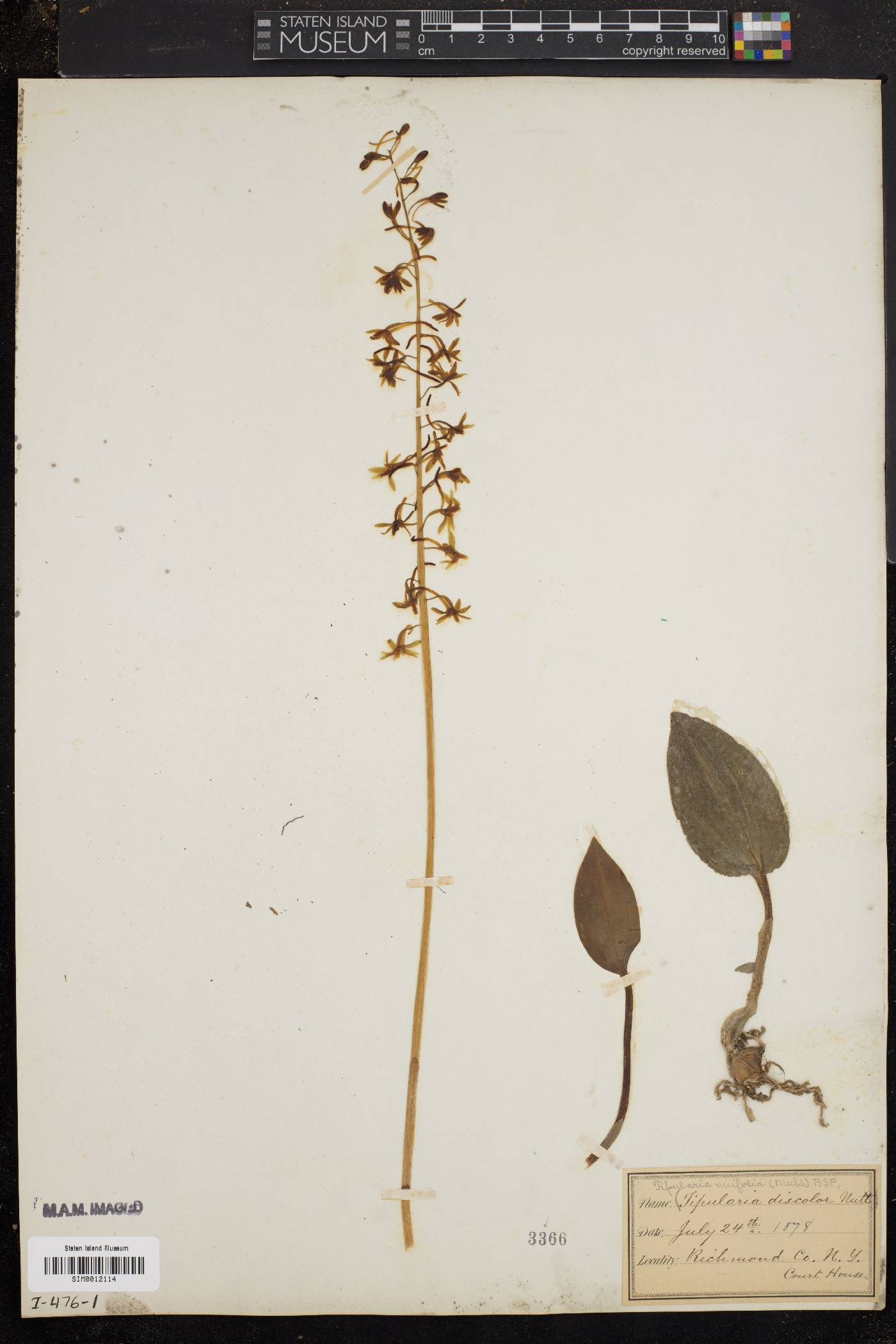 Tipularia unifolia image
