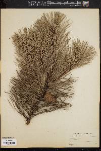 Pinus rigida image