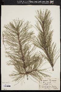 Pinus echinata image