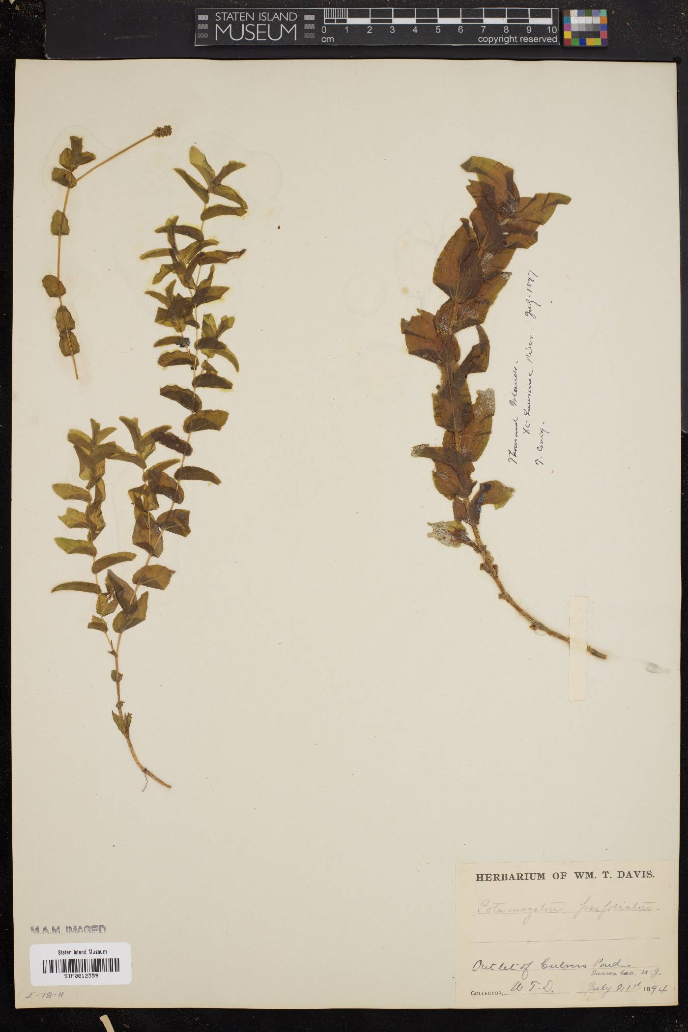 Potamogeton perfoliatus image