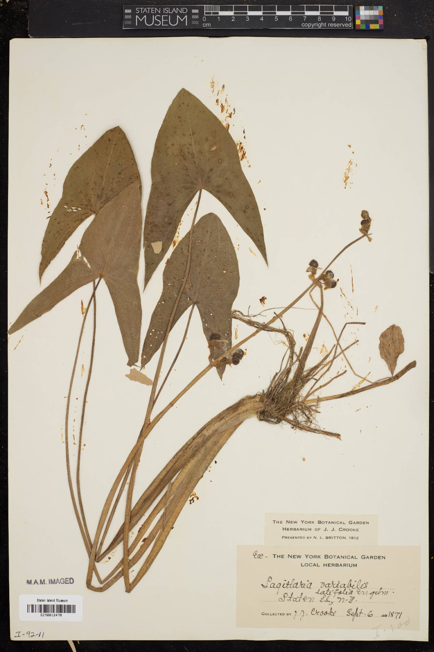 Sagittaria variabilis image