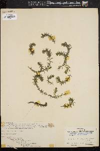 Elodea canadensis image