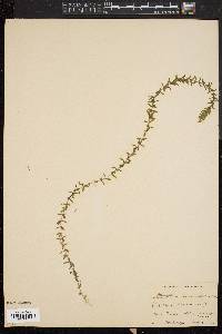 Elodea canadensis image