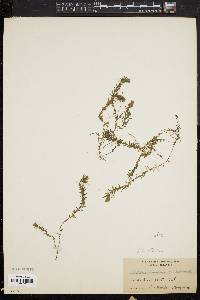 Elodea nuttallii image