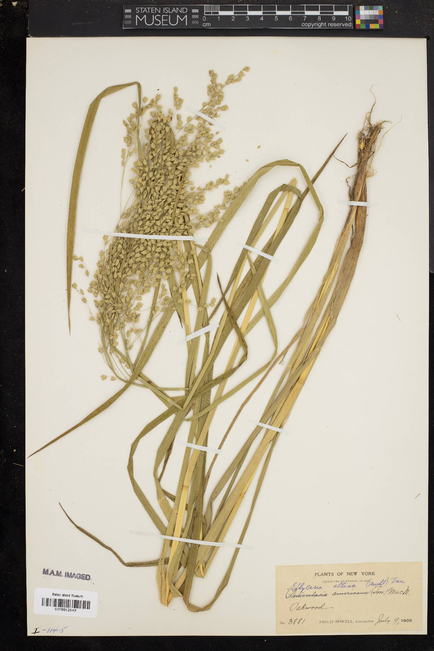 Glyceria obtusa image