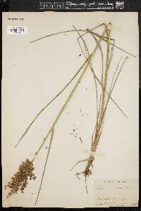 Glyceria obtusa image