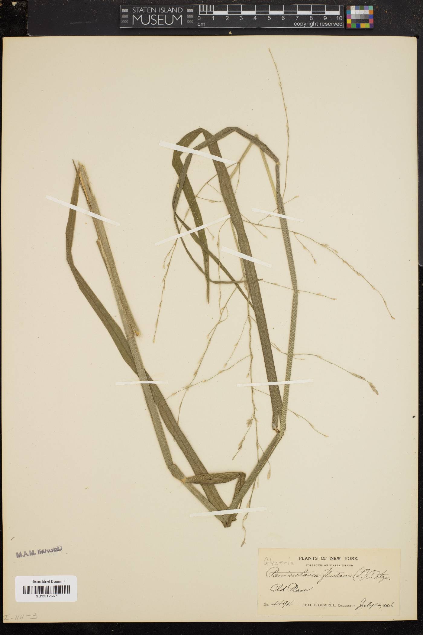 Glyceria fluitans image