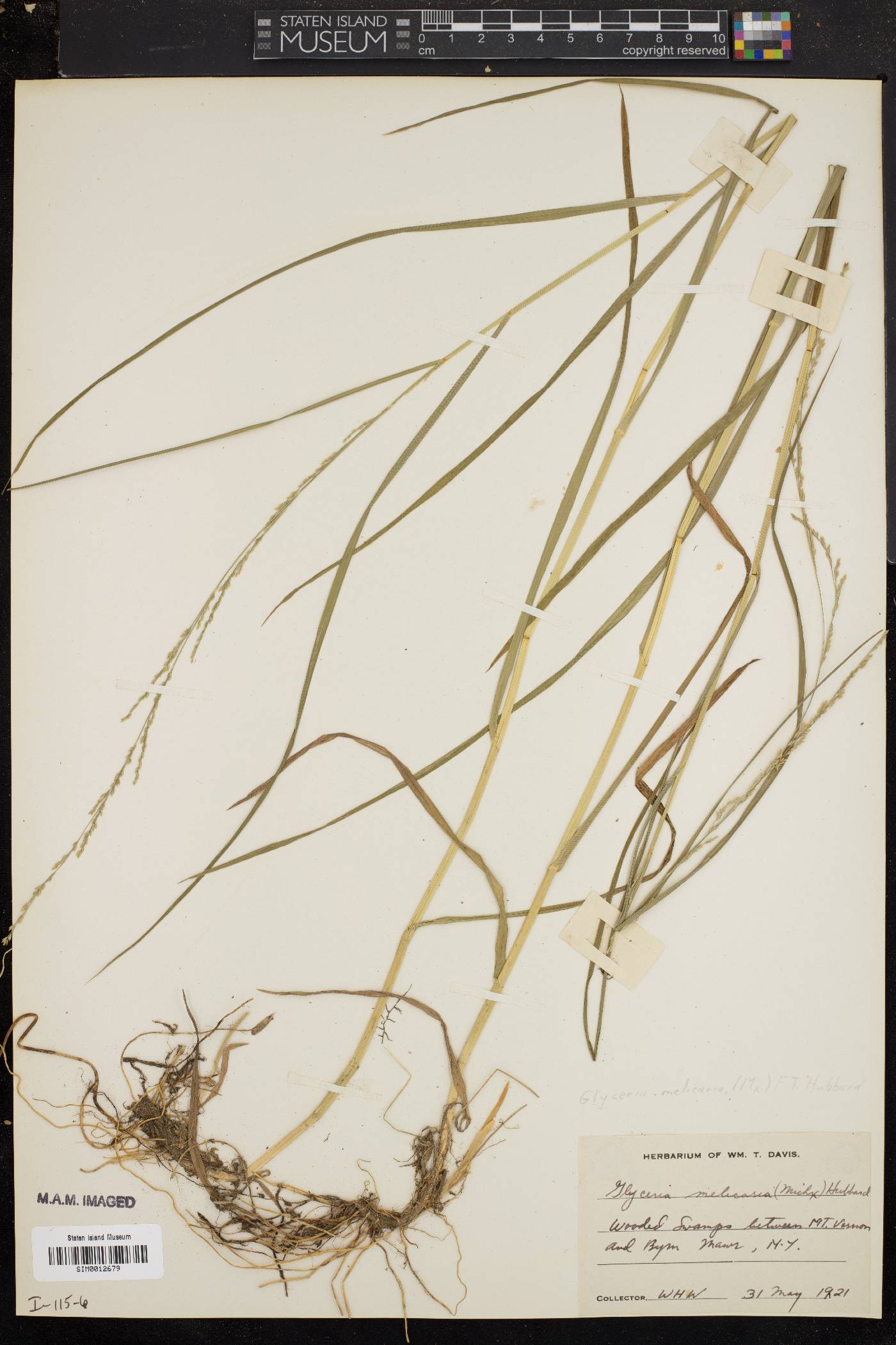 Glyceria melicaria image