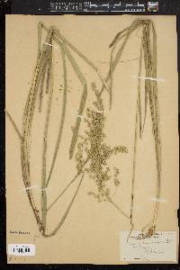 Glyceria canadensis image