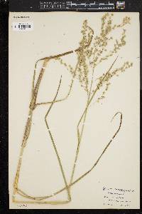 Glyceria canadensis image