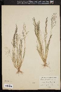 Eragrostis pilosa image