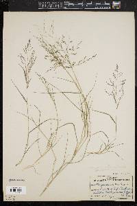 Eragrostis pilosa image