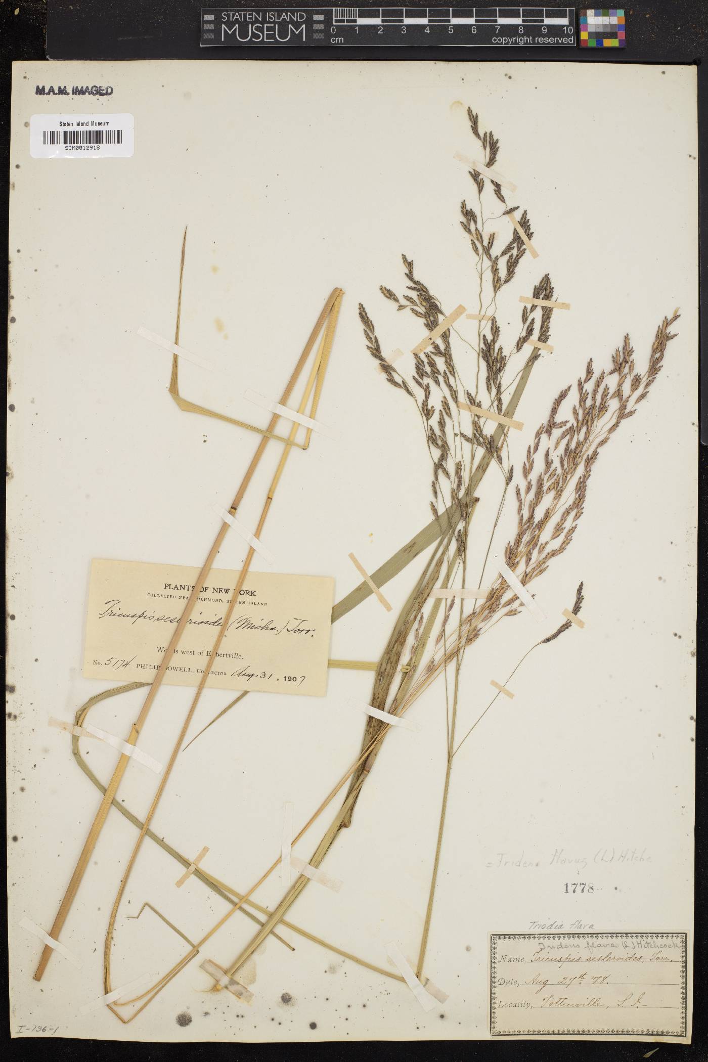 Triodia image