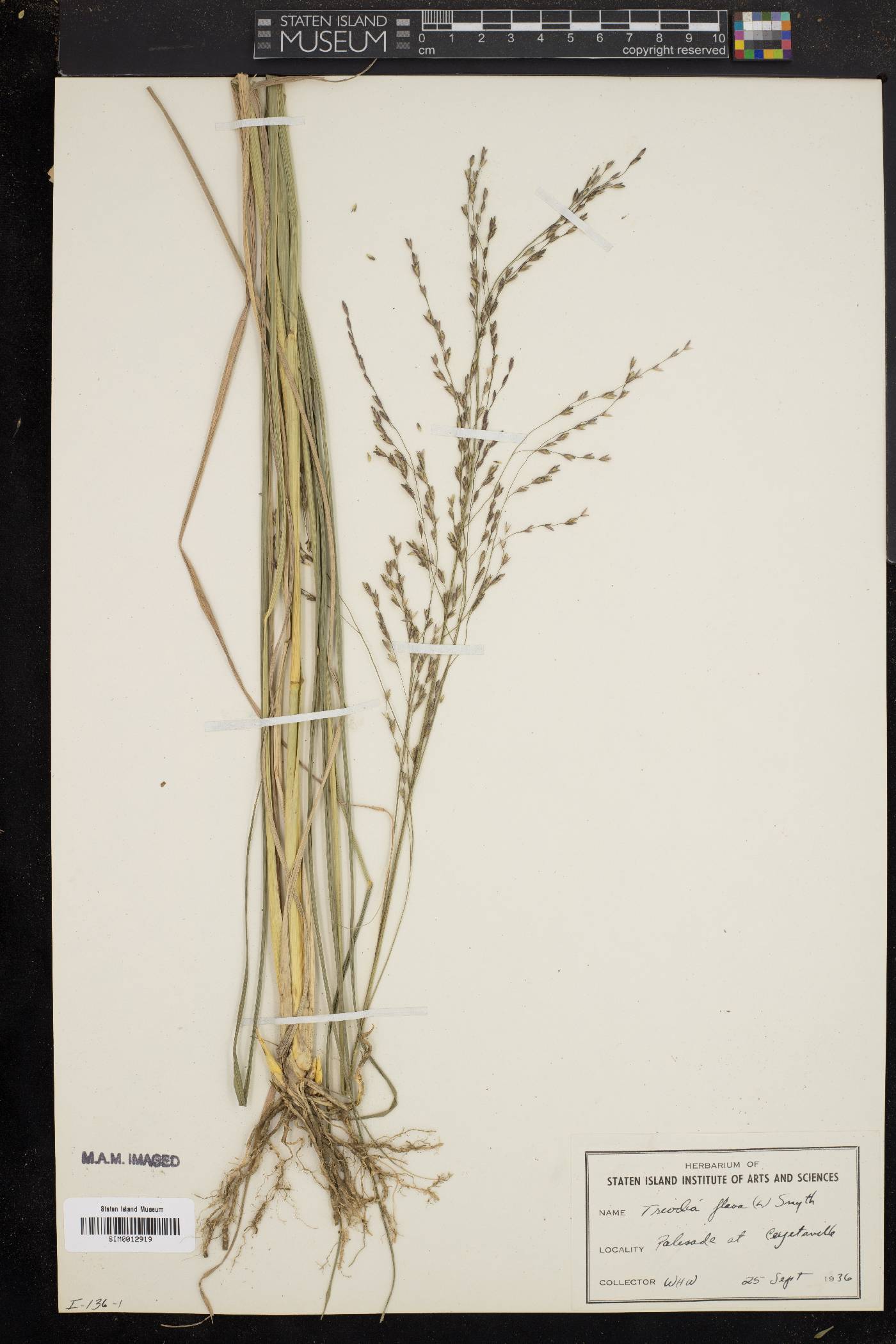 Triodia flava image
