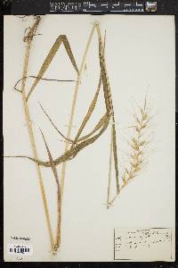 Elymus hystrix image