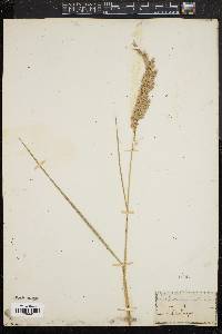 Calamagrostis cinnoides image