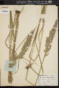 Calamagrostis cinnoides image